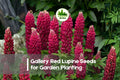 Gallery Red Lupine Seeds - Perennial Flowering Plant, Vibrant Red Blooms, Lupinus polyphyllus, Butterfly & Bee Attractant