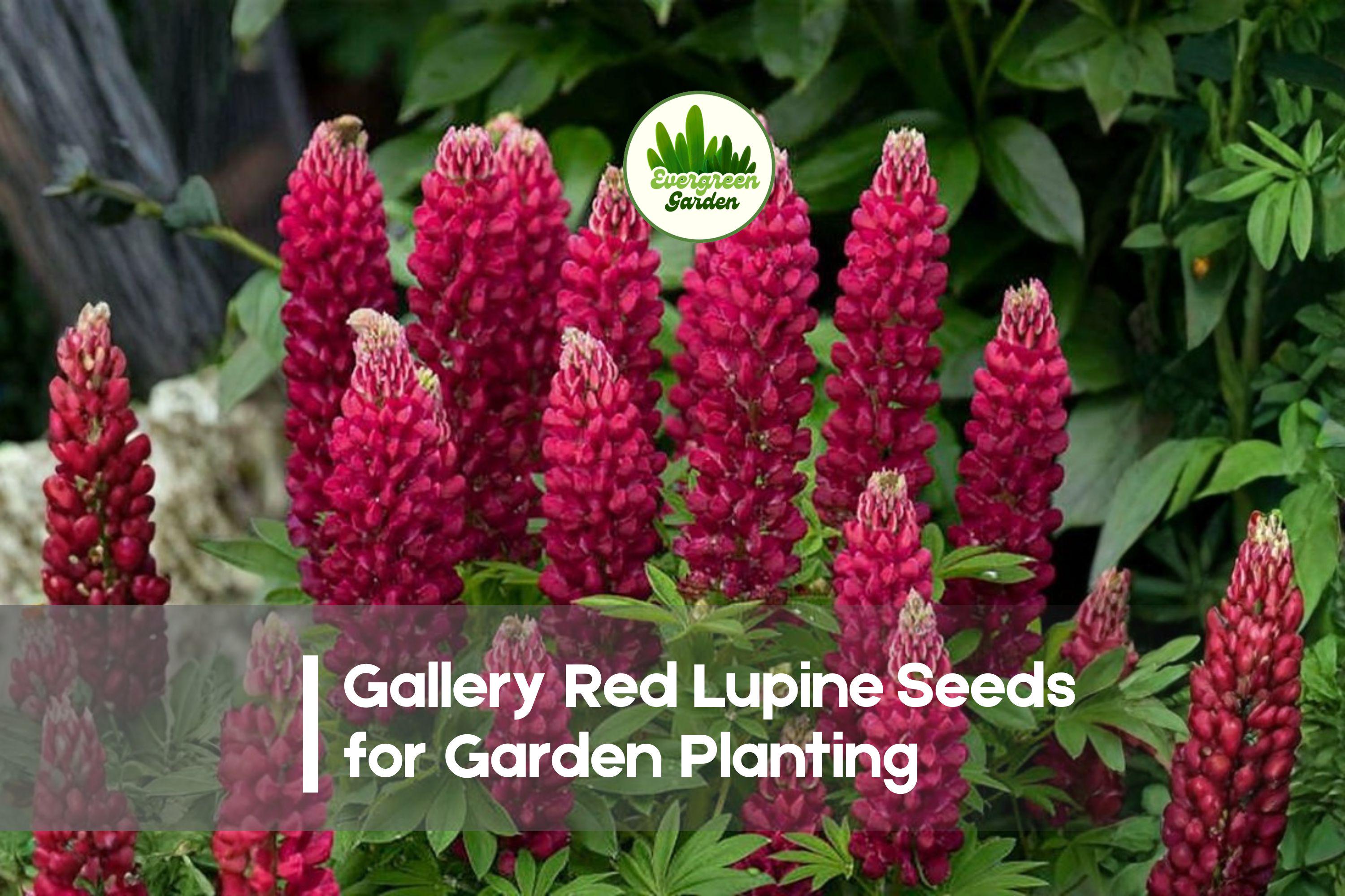 Gallery Red Lupine Seeds - Perennial Flowering Plant, Vibrant Red Blooms, Lupinus polyphyllus, Butterfly & Bee Attractant