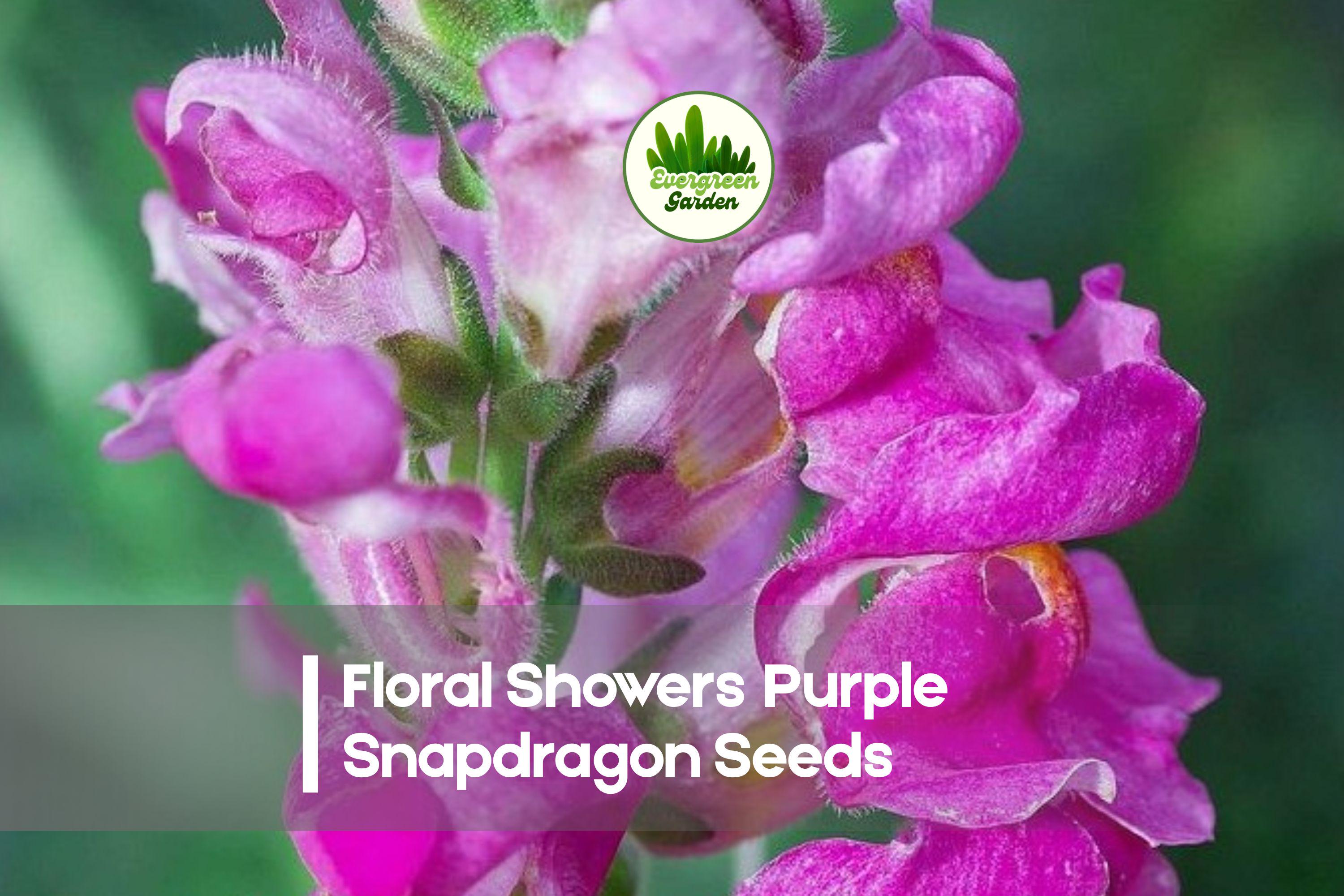 1000+ Floral Showers Purple Snapdragon Seeds, Antirrhinum majus, Deep Purple Blooms, Annual Flower for Garden Beds & Containers