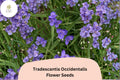100 Tradescantia occidentalis Seeds | Prairie Spiderwort Wildflower | Native Perennial for Garden & Pollinators