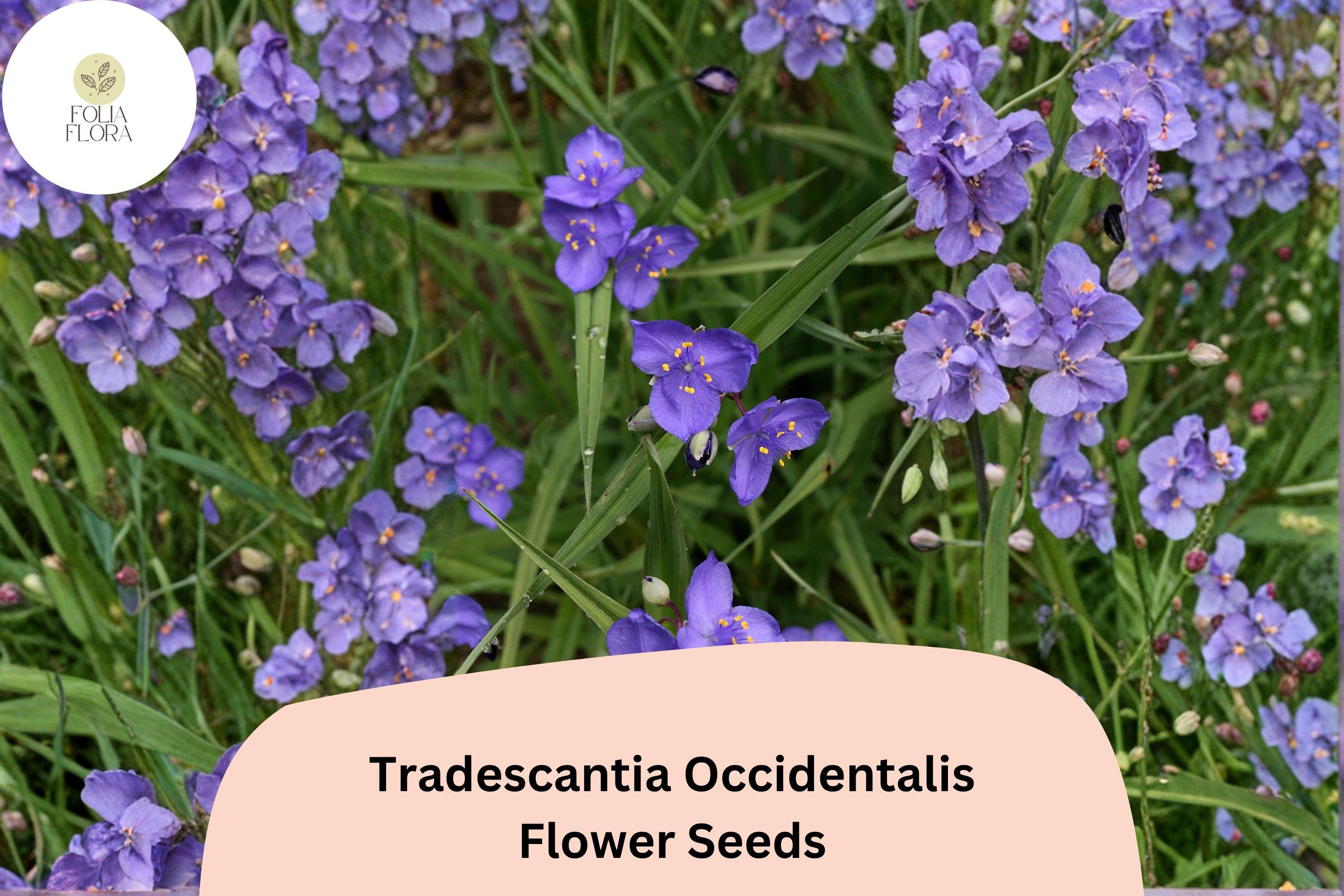100 Tradescantia occidentalis Seeds | Prairie Spiderwort Wildflower | Native Perennial for Garden & Pollinators