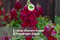 1000+ Candy Showers Purple Snapdragon Seeds - Trailing Antirrhinum majus for Baskets, Containers & Borders, Vibrant Purple Blooms
