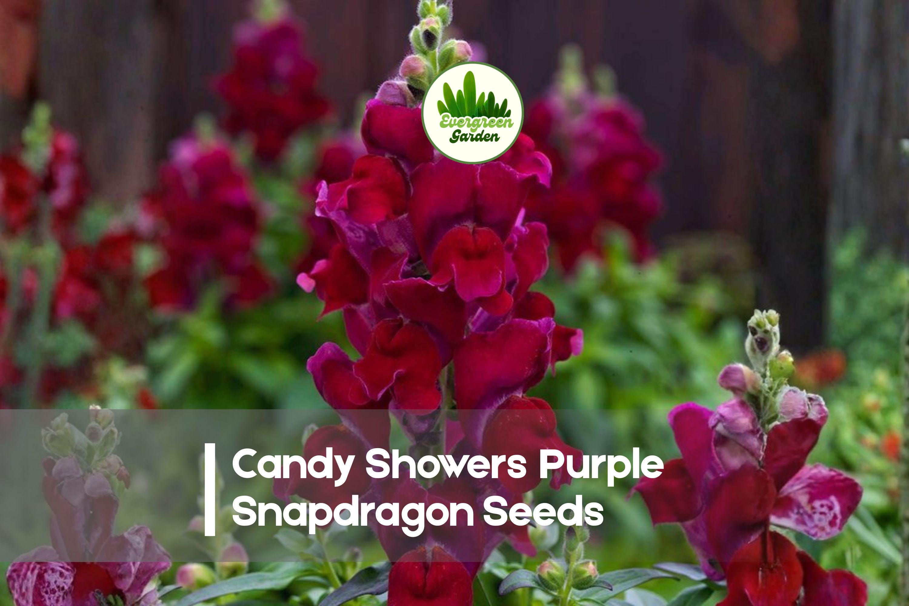 1000+ Candy Showers Purple Snapdragon Seeds - Trailing Antirrhinum majus for Baskets, Containers & Borders, Vibrant Purple Blooms