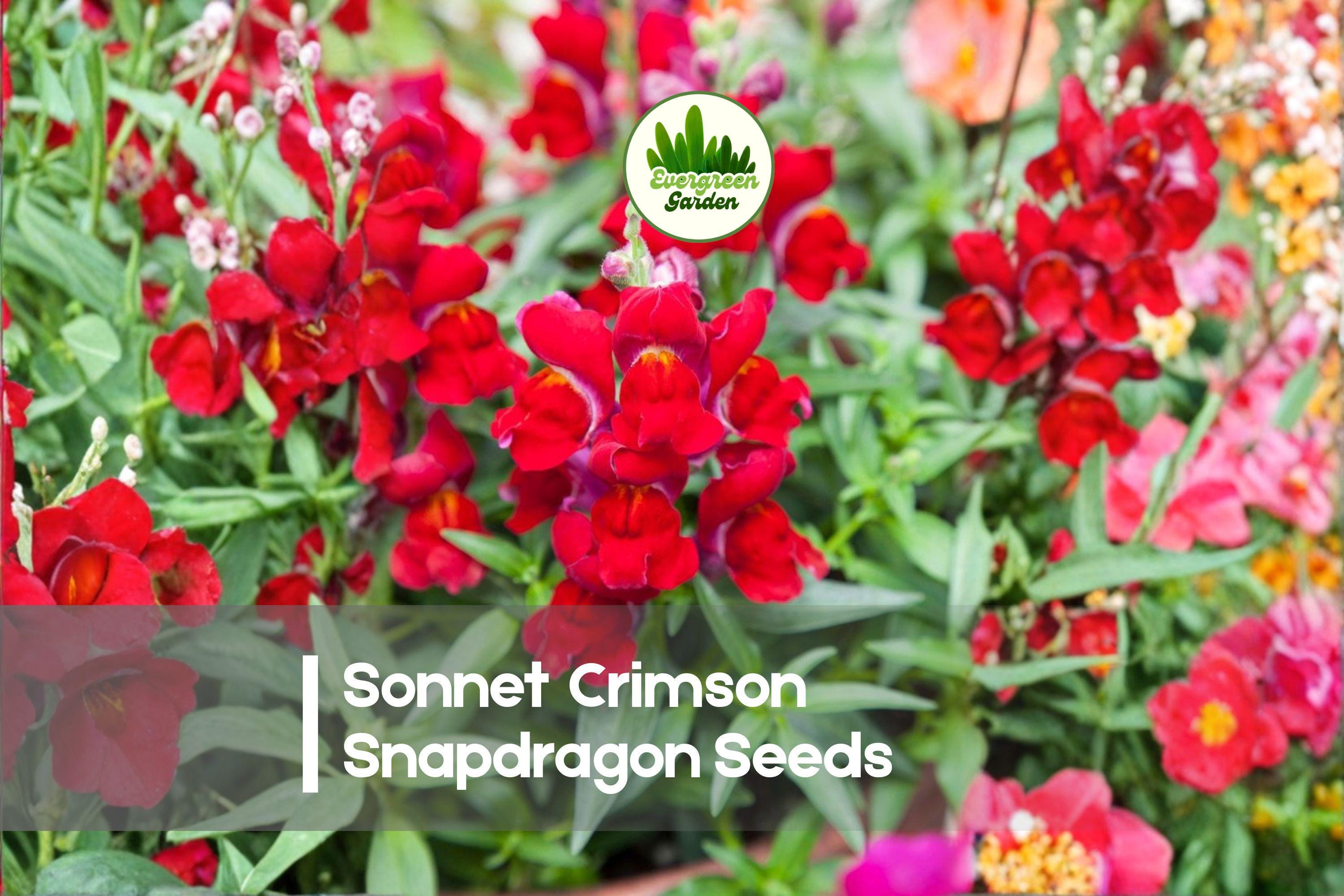 1000+ Sonnet Crimson Snapdragon Seeds, Antirrhinum majus, Vibrant Crimson-Red Flowers, Annual, Full Sun, Easy to Grow