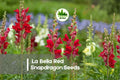 1000+ La Bella Red Snapdragon Seeds - Bright Red Annual Flowers for Borders, Beds & Cut Flowers - Antirrhinum majus