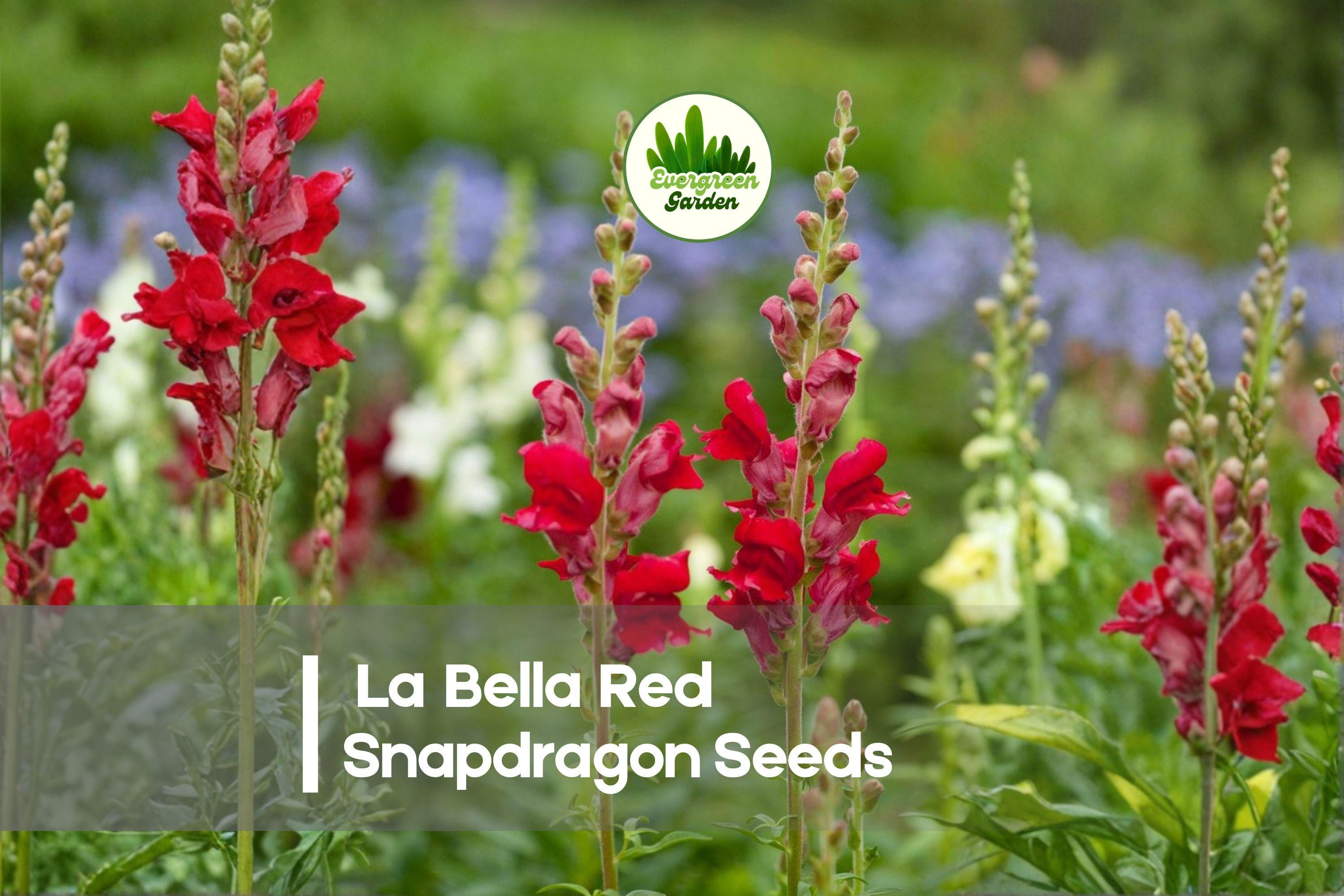 1000+ La Bella Red Snapdragon Seeds - Bright Red Annual Flowers for Borders, Beds & Cut Flowers - Antirrhinum majus