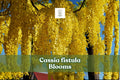 Cassia fistula Seeds | Golden Shower Tree Tropical Ornamental Flowering Tree | Yellow Blooms for Landscape Gardening