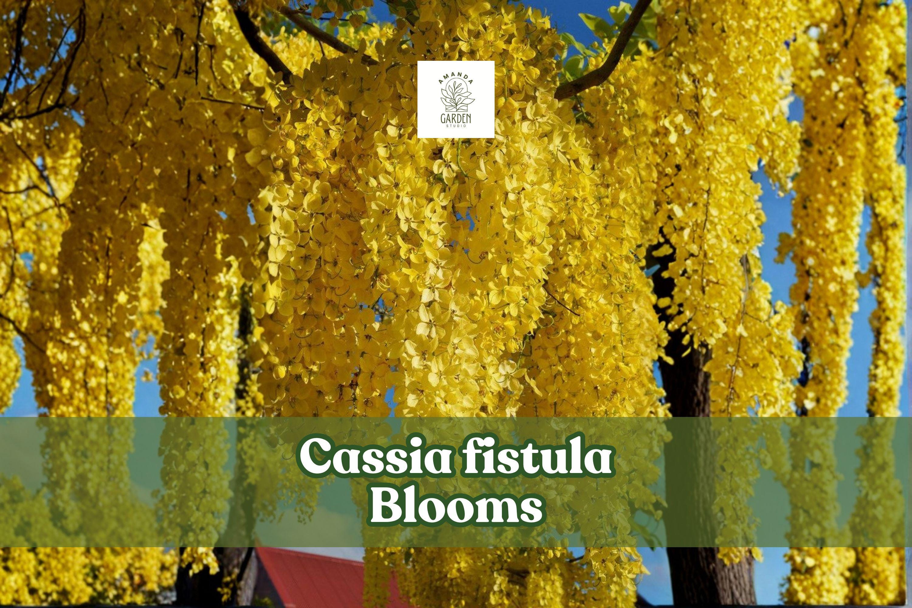 Cassia fistula Seeds | Golden Shower Tree Tropical Ornamental Flowering Tree | Yellow Blooms for Landscape Gardening