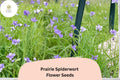 Tradescantia bracteata Seeds | Prairie Spiderwort Wildflower | Native Violet-Purple Perennial for Gardens & Pollinators