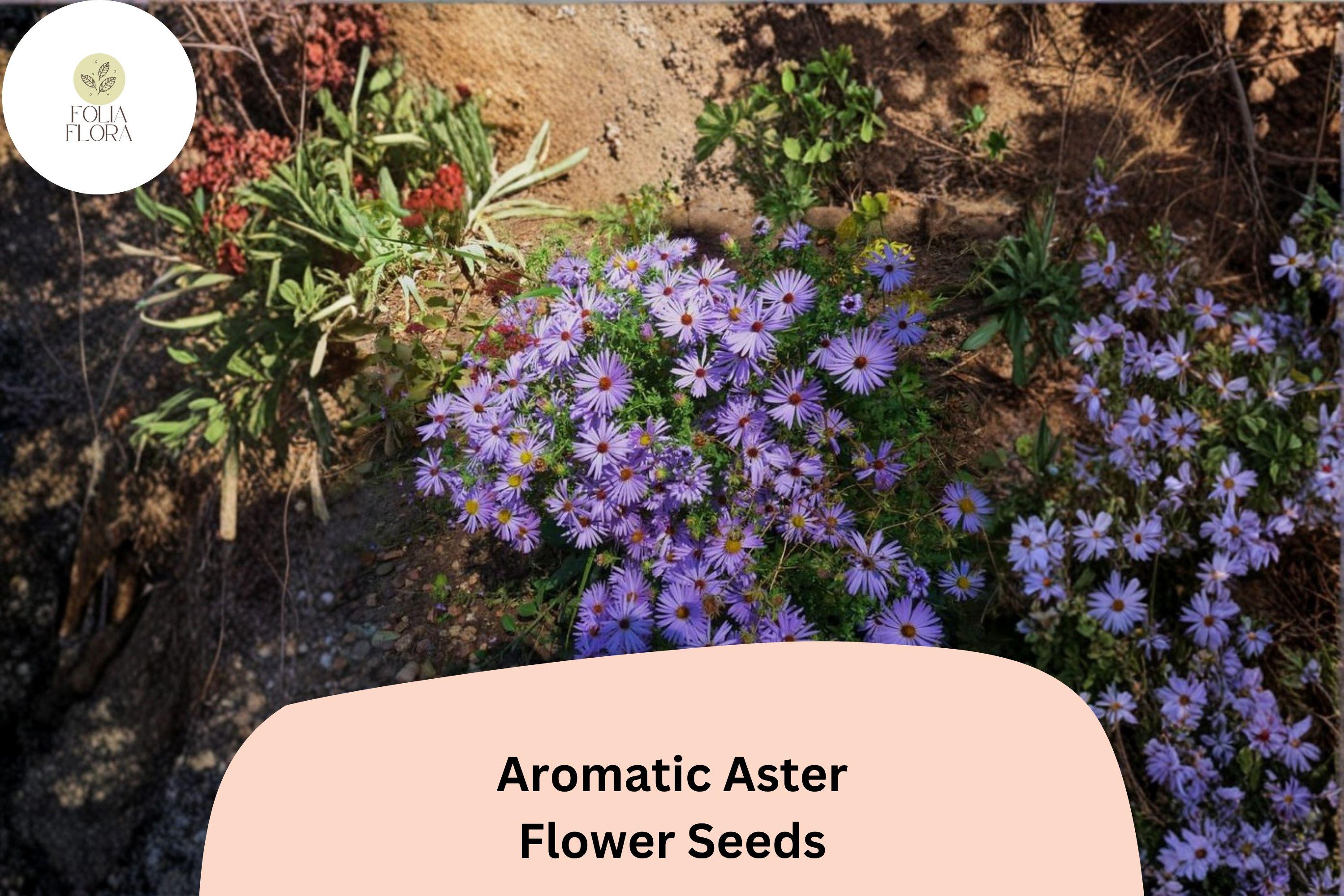 100 Symphyotrichum oblongifolium Seeds - Aromatic Aster, Purple Perennial Wildflower for Pollinator Gardens