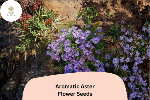 100 Symphyotrichum oblongifolium Seeds - Aromatic Aster, Purple Perennial Wildflower for Pollinator Gardens