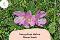 30 Hardy Hibiscus Seeds | Pink Swamp Rose Mallow Perennial Wildflower Hibiscus moscheutos