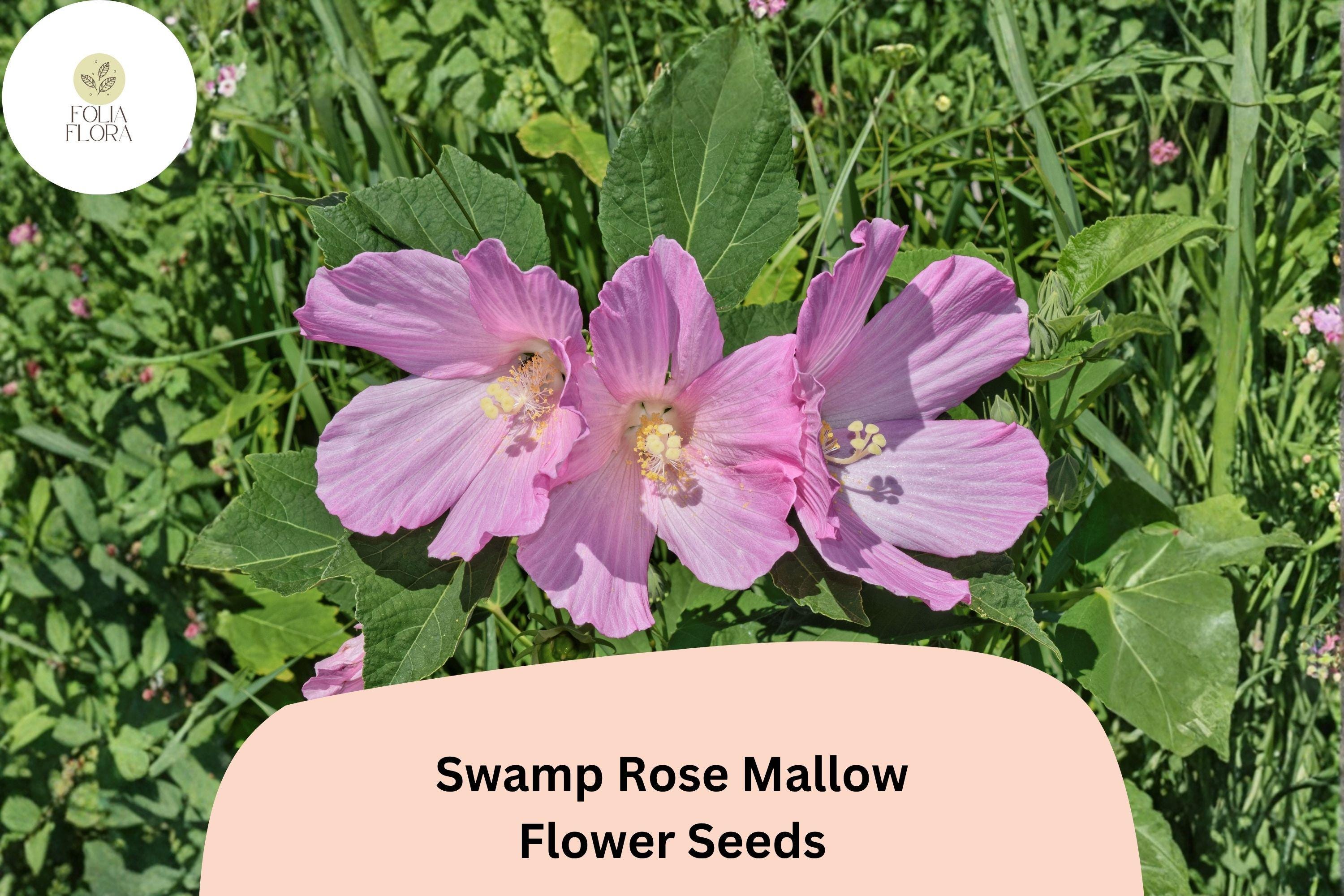 30 Hardy Hibiscus Seeds | Pink Swamp Rose Mallow Perennial Wildflower Hibiscus moscheutos