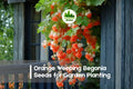 Orange Weeping Begonia Seeds, Trailing, Bright Orange Blooms, Begonia boliviensis