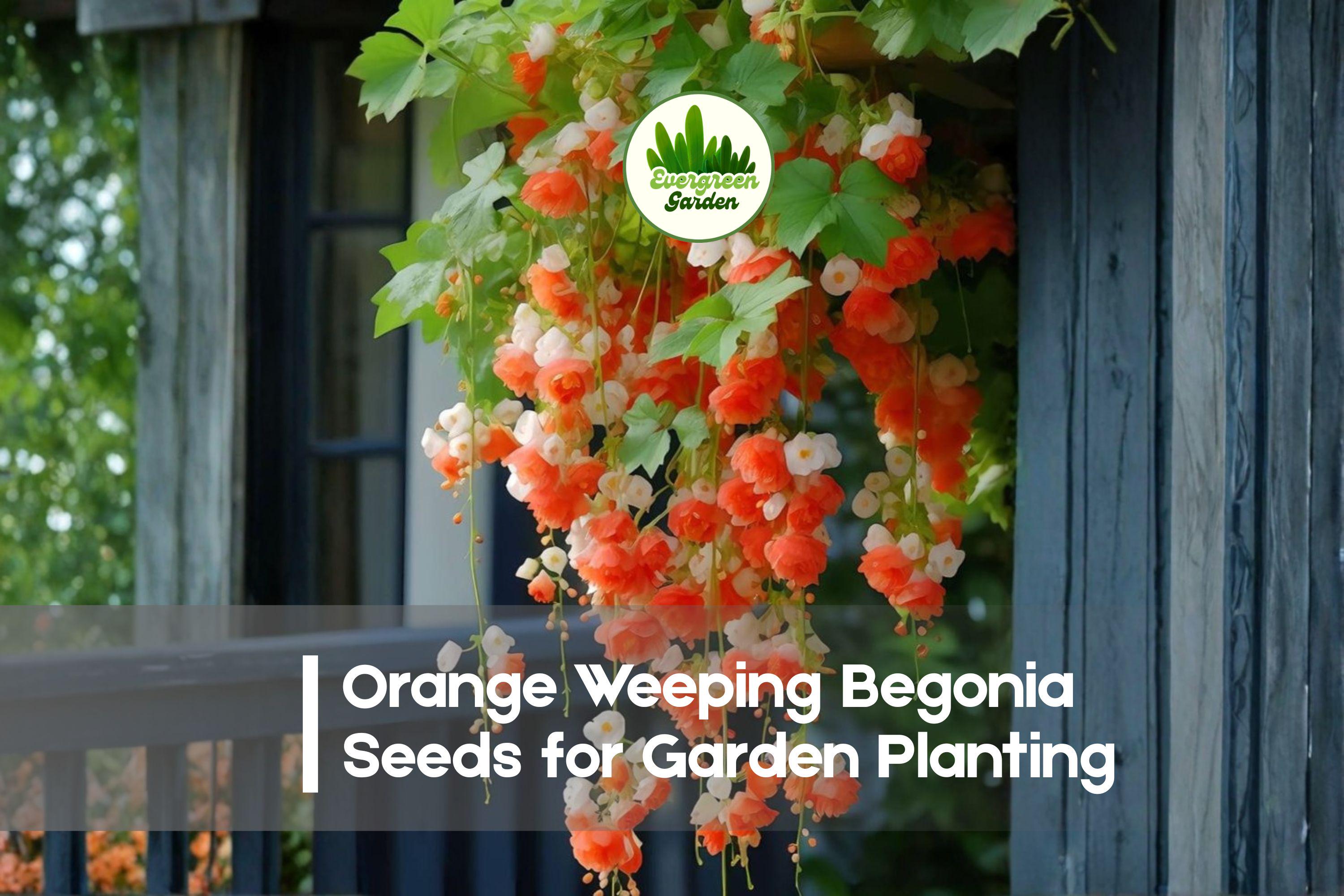 Orange Weeping Begonia Seeds, Trailing, Bright Orange Blooms, Begonia boliviensis