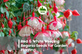 Red & White Weeping Begonia Seeds – Cascading Bi-Color Flowers for Hanging Baskets & Containers – Begonia boliviensis