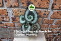 25+ Escargot Begonia Seeds | Spiral Foliage, Silver-Green, Rex Cultorum, Indoor & Shade Gardens