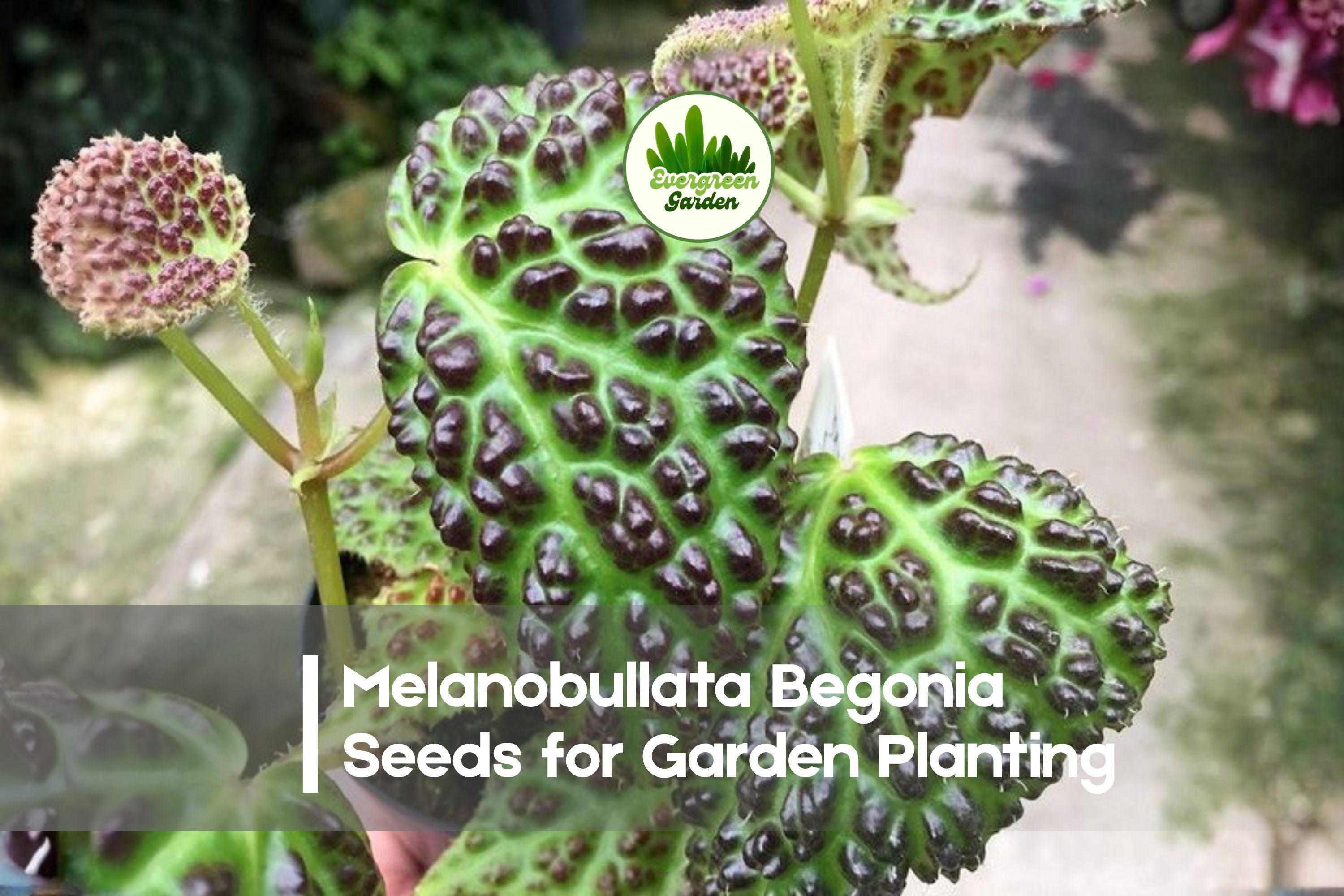 25+ Melanobullata Begonia Seeds | Exotic Bubble-Textured Foliage | Shade Garden & Indoor Plant Collection