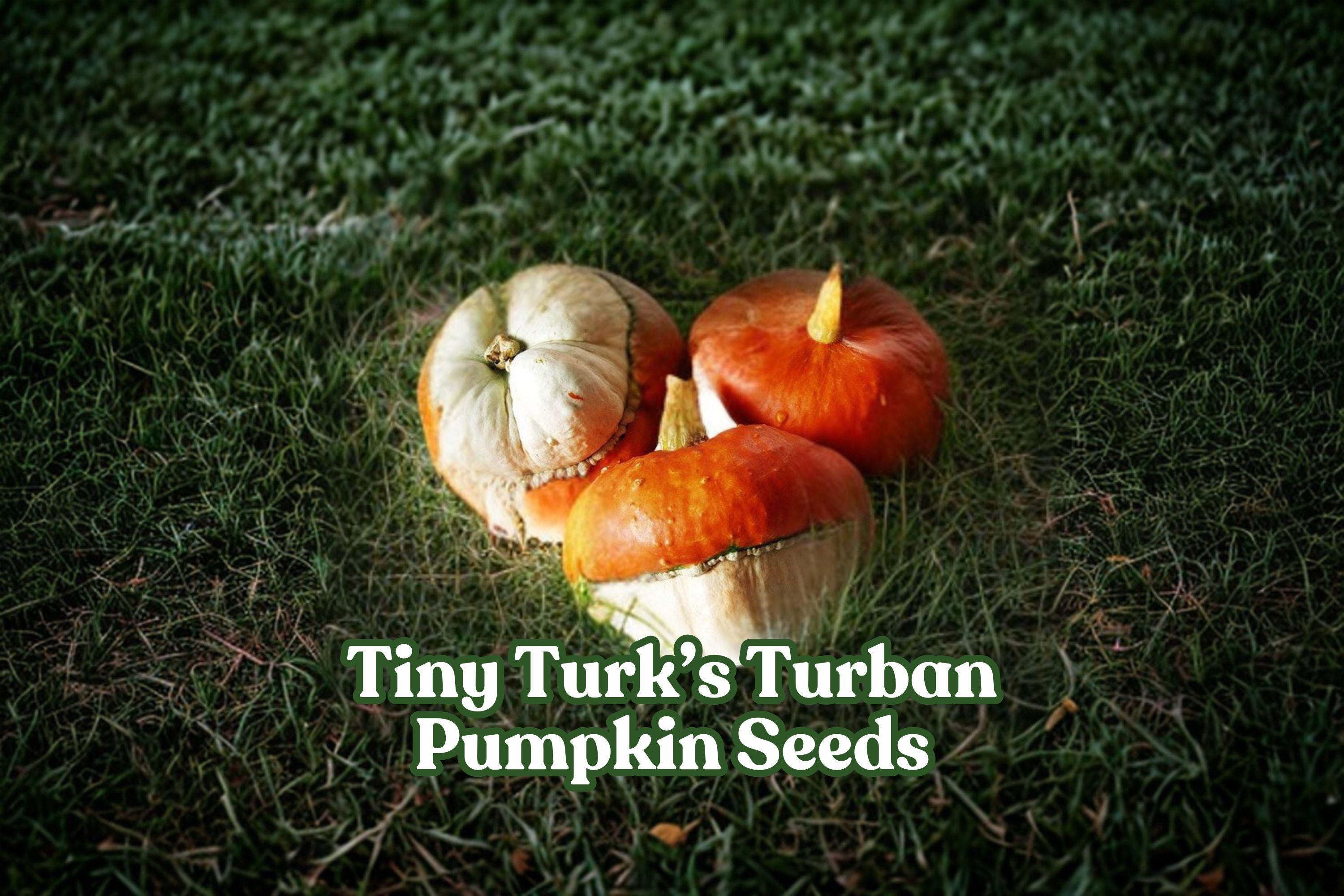 Mini Turk's Turban Pumpkin Seeds – Heirloom Gourd for Fall Decor, Ornamental Cucurbita maxima, Colorful Miniature Gourds for Gardens & Crafts