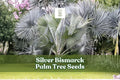 Silver Bismarck Palm Seeds – Tropical Ornamental Tree, Bismarckia nobilis, Silvery Blue Foliage, 3 Seeds