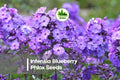 Blueberry Phlox Seeds | Intensia Blueberry | Vibrant Blue-Purple Flowers | Phlox drummondii | Annual Flower Seed