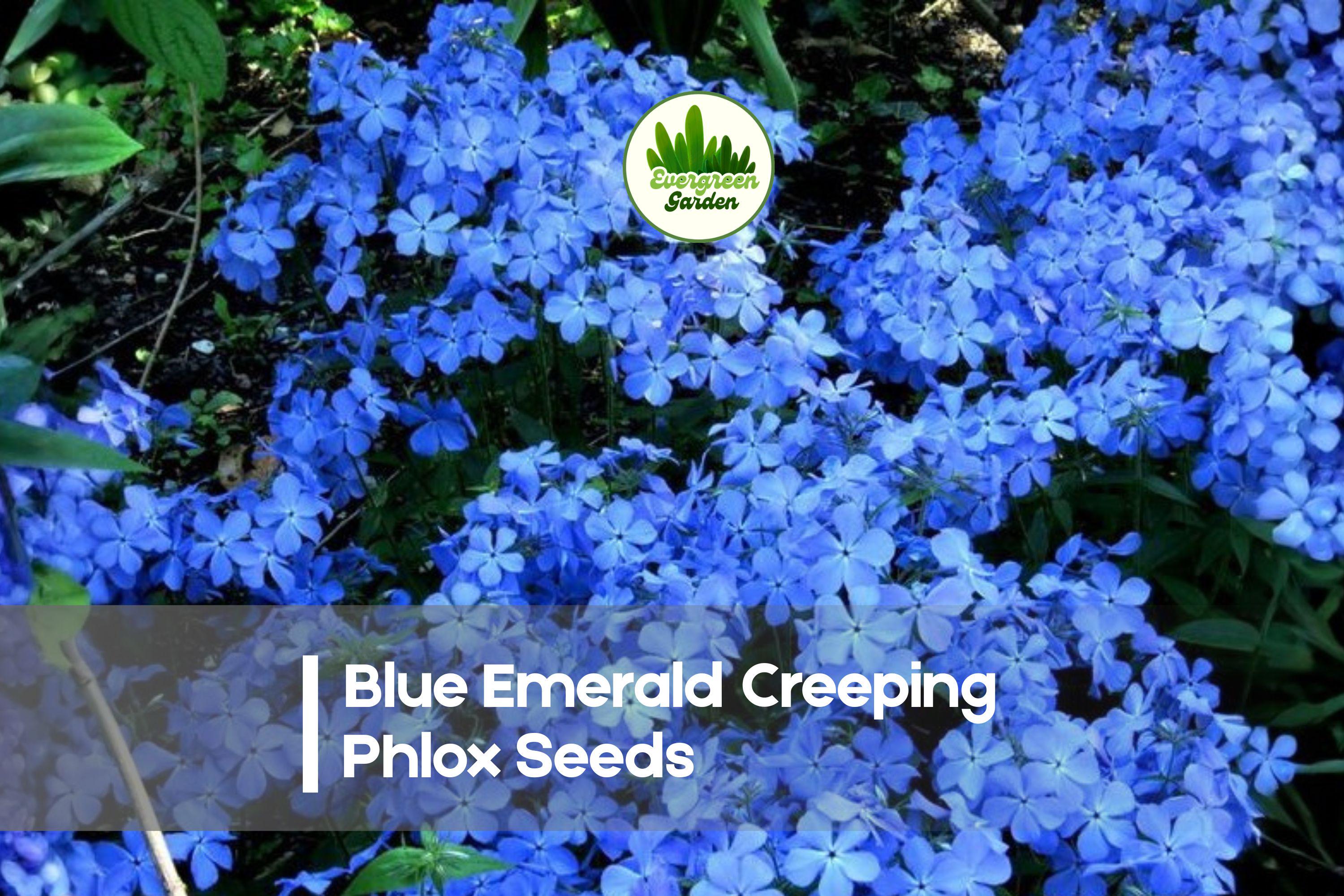 100+ Blue Emerald Creeping Phlox Seeds | Groundcover, Blue Flowers, Phlox subulata, Perennial, Drought Tolerant