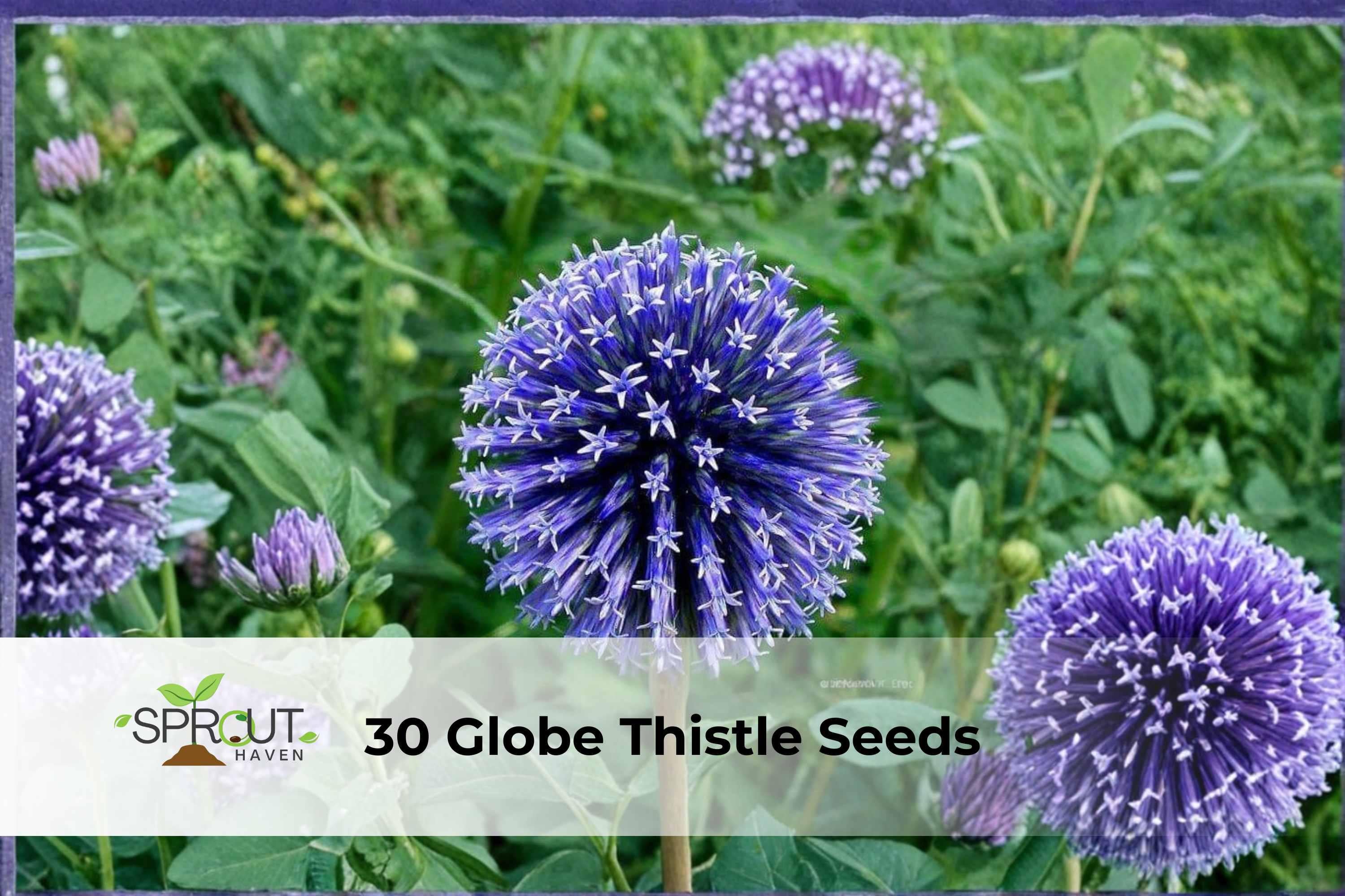 Soncoya Tree Seeds | Ornamental Tropical Plant | Annona purpurea | Exotic Foliage & Round Fruit