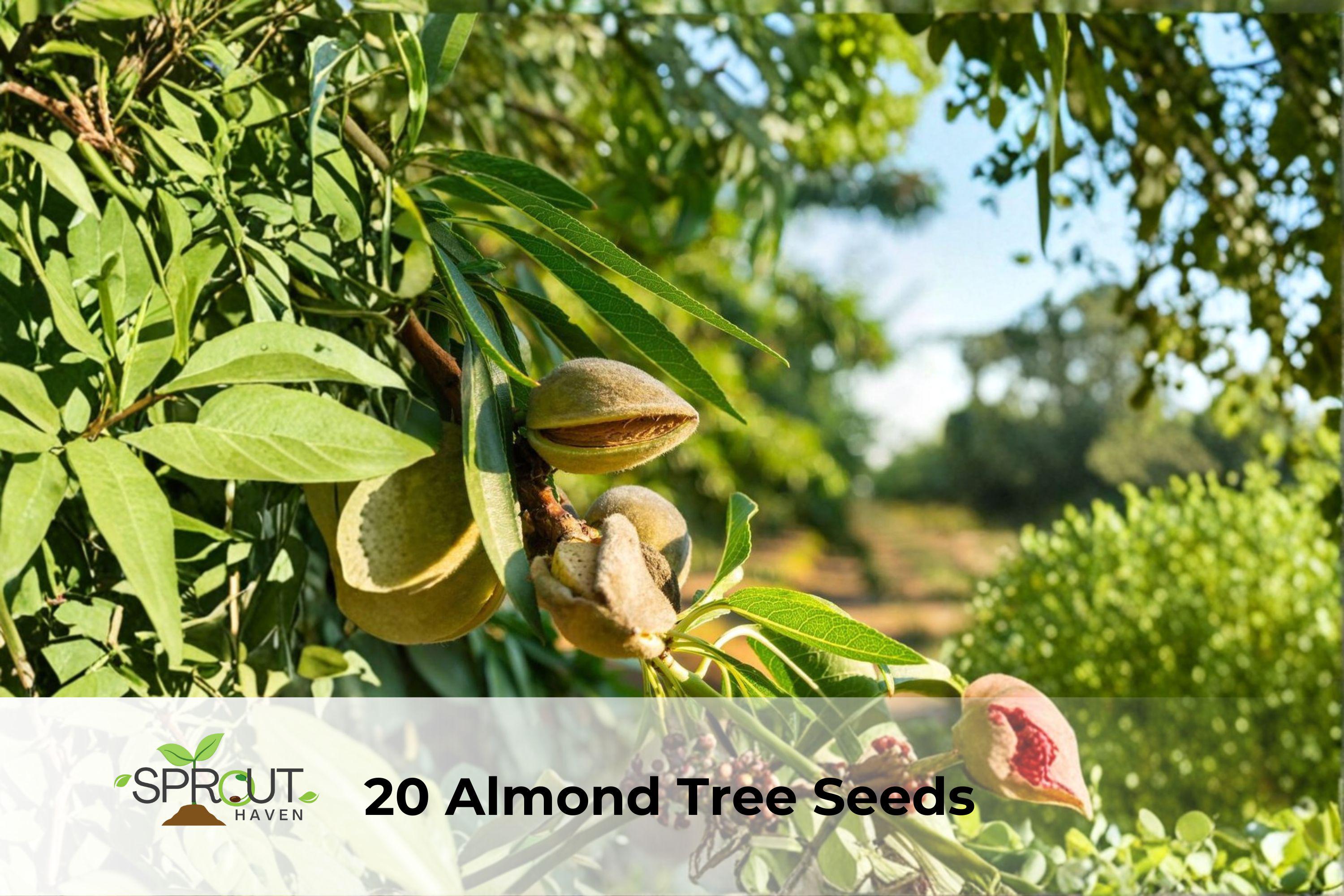 Aussie Willow Tree Seeds | Geijera parviflora | Fast-Growing Evergreen Privacy & Shade Tree | 10 Seeds