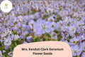 25+ Mrs. Kendall Clark Geranium Seeds | Hardy Perennial with Lavender Purple Blooms | Geranium pratense