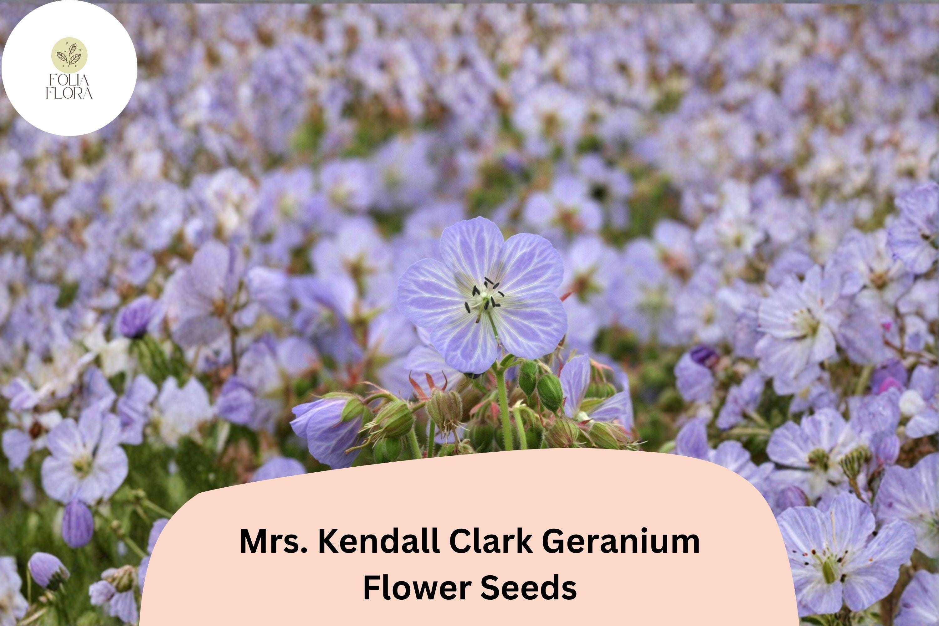 25+ Mrs. Kendall Clark Geranium Seeds | Hardy Perennial with Lavender Purple Blooms | Geranium pratense