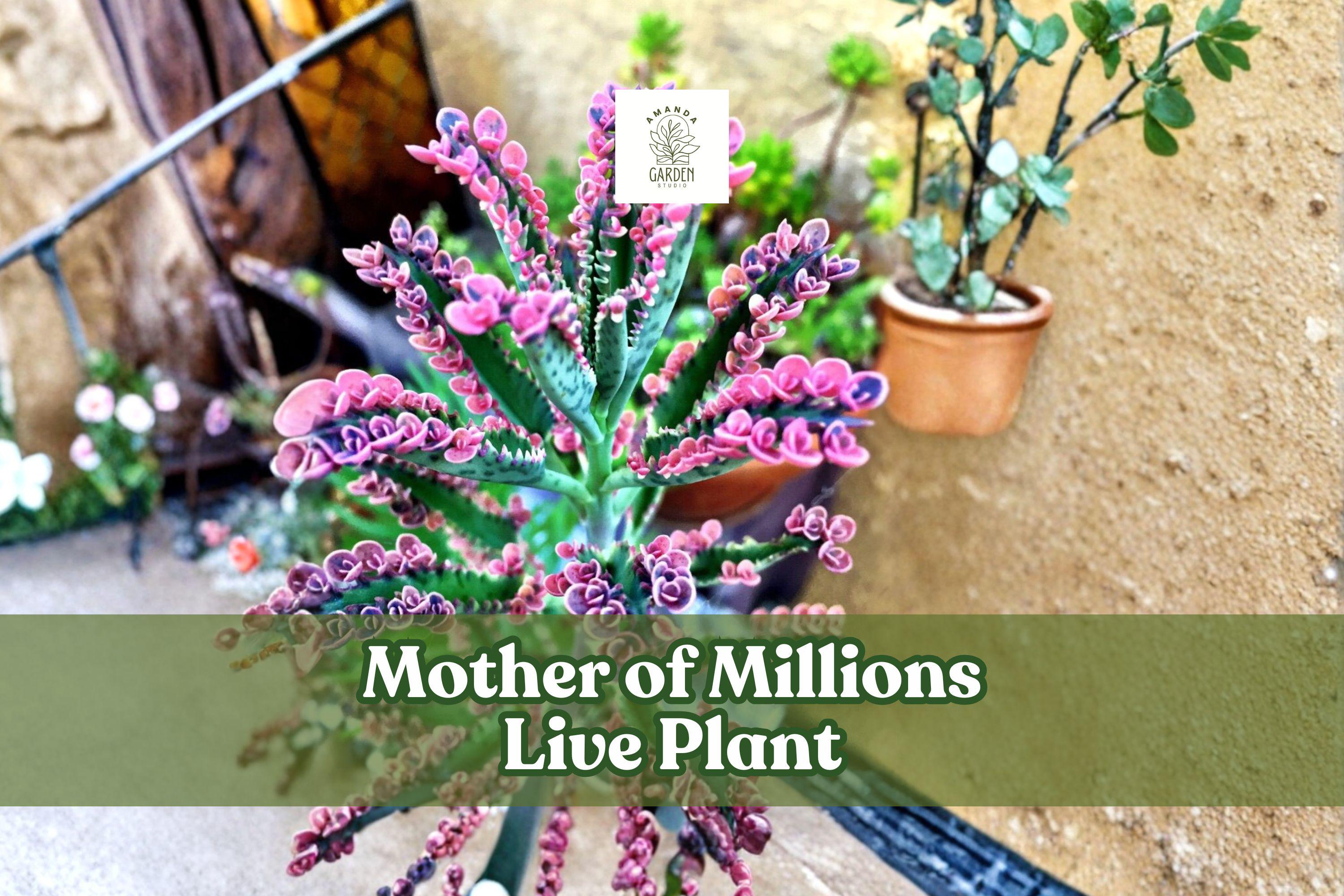 Mother of Millions Live Plant | Succulent Starter in 2-Inch Pot | Kalanchoe delagoensis | Drought-Tolerant, Indoor & Outdoor