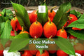 Gac Melon Seeds 5 Pack | Momordica cochinchinensis Tropical Climbing Fruit Vine with Bright Spiky Orange-Red Fruit