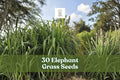 Elephant Grass Seeds (Pennisetum purpureum) – Tall Ornamental Grass for Privacy Screens & Landscaping, 30 Seeds, USA Grown
