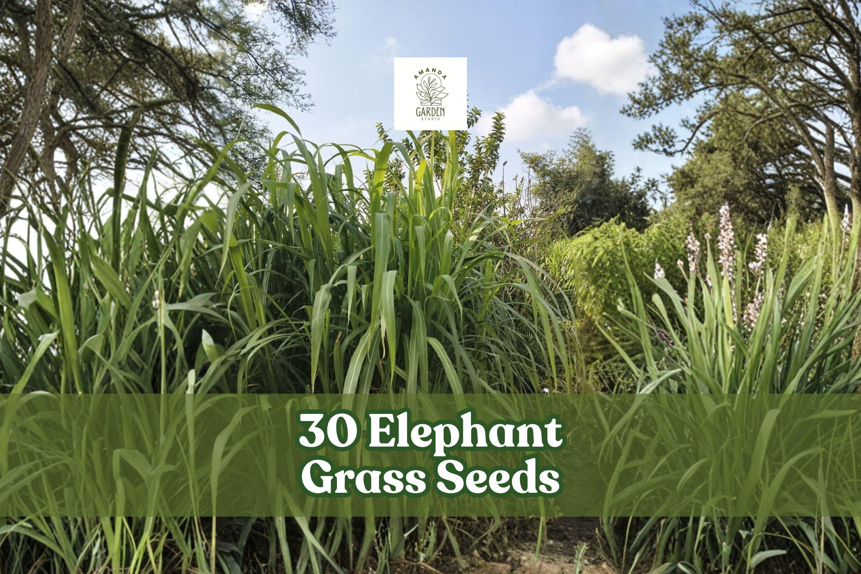 Elephant Grass Seeds (Pennisetum purpureum) – Tall Ornamental Grass for Privacy Screens & Landscaping, 30 Seeds, USA Grown