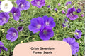 25+ Orion Geranium Seeds | Perennial Violet-Purple Blooms for Garden Borders & Pollinator Gardens | Geranium ‘Orion’