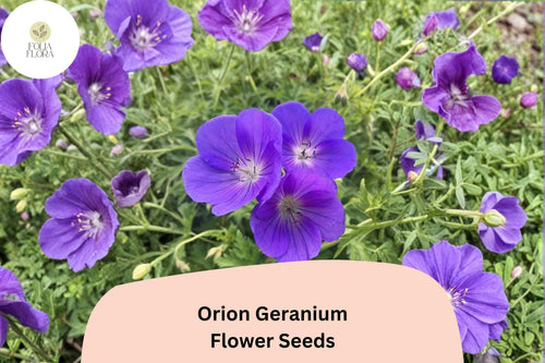 25+ Orion Geranium Seeds | Perennial Violet-Purple Blooms for Garden Borders & Pollinator Gardens | Geranium ‘Orion’