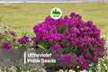Ultraviolet Phlox Seeds – 100+ Deep Violet-Purple Perennial Flower Seeds for Borders, Pollinator Gardens, and Cut Flowers (Phlox paniculata)