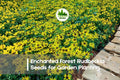 200+ Enchanted Forest Rudbeckia Seeds - Mixed Color Black-Eyed Susan, Perennial, Butterfly & Pollinator Attracting, Easy to Grow