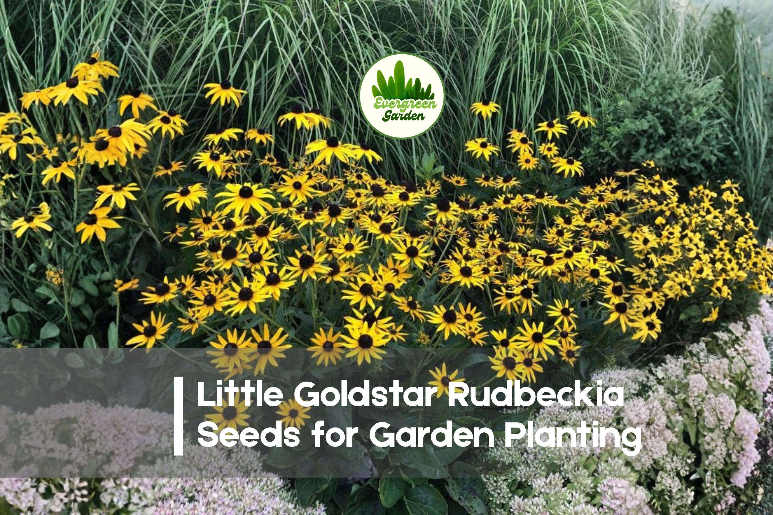 200+ Little Goldstar Rudbeckia Seeds - Dwarf Perennial Black-Eyed Susan, Golden Yellow Flowers, Rudbeckia fulgida