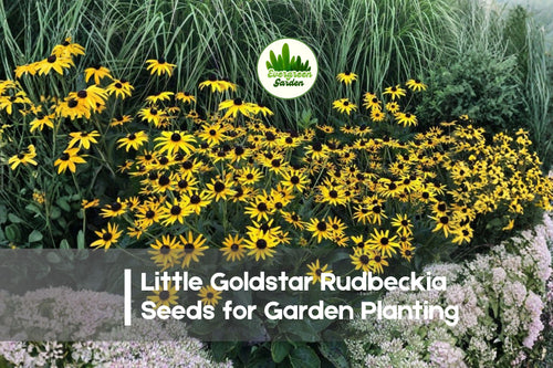 200+ Little Goldstar Rudbeckia Seeds - Dwarf Perennial Black-Eyed Susan, Golden Yellow Flowers, Rudbeckia fulgida
