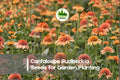 200+ Cantaloupe Rudbeckia Seeds | Peach-Orange Flowers | Rudbeckia hirta | Perennial or Annual Garden Seeds