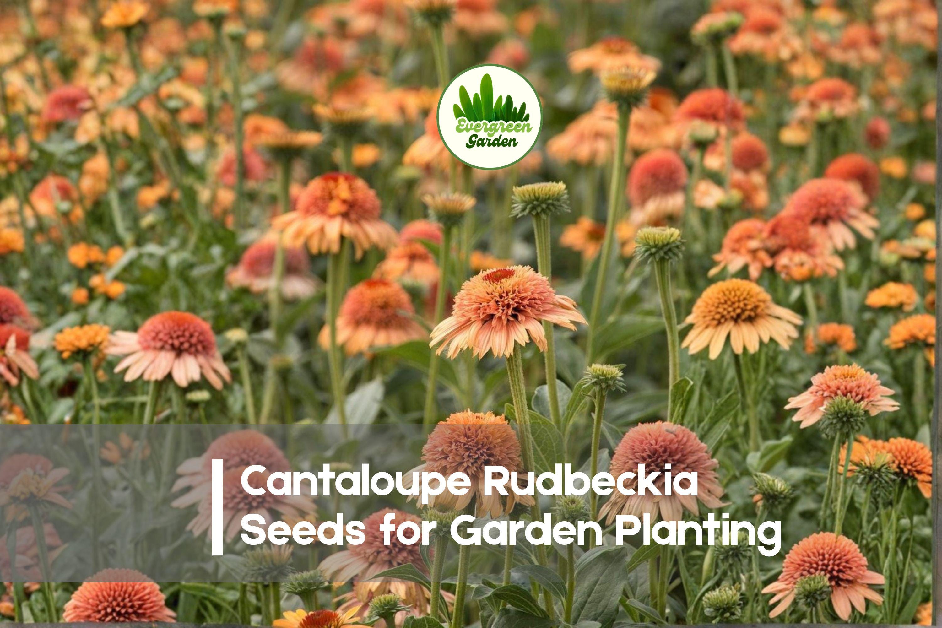 200+ Cantaloupe Rudbeckia Seeds | Peach-Orange Flowers | Rudbeckia hirta | Perennial or Annual Garden Seeds