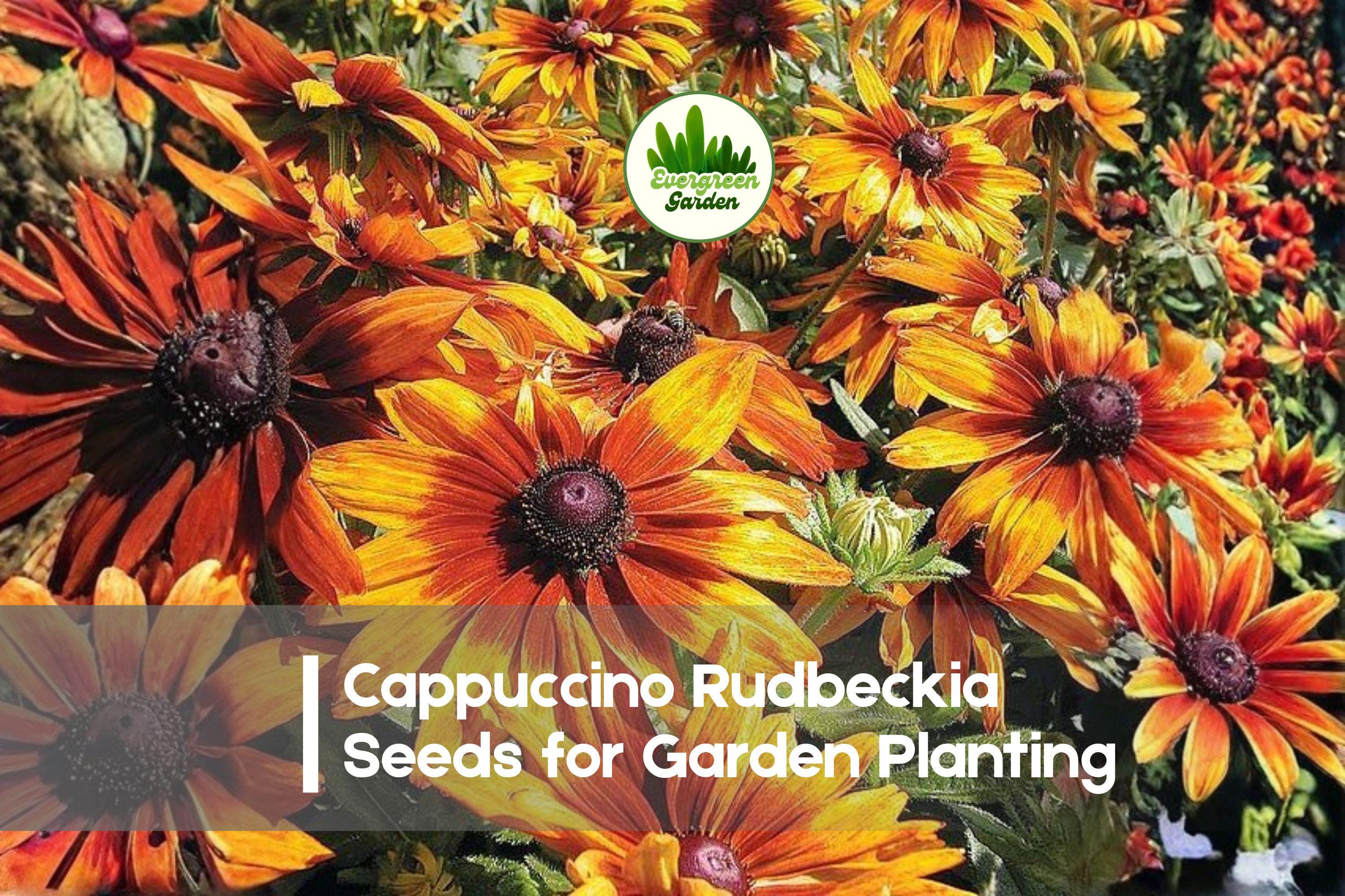 200+ Cappuccino Rudbeckia Seeds - Golden Yellow & Mahogany Red Blooms, Rudbeckia hirta, Perennial for Borders & Pollinator Gardens