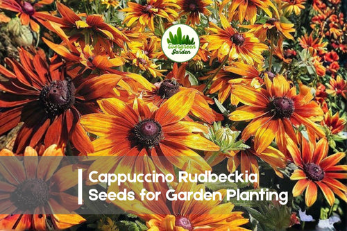 200+ Cappuccino Rudbeckia Seeds - Golden Yellow & Mahogany Red Blooms, Rudbeckia hirta, Perennial for Borders & Pollinator Gardens