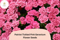 25+ Patriot Tickled Pink Geranium Seeds | Bright Pink Perennial Flowers Pelargonium × hortorum
