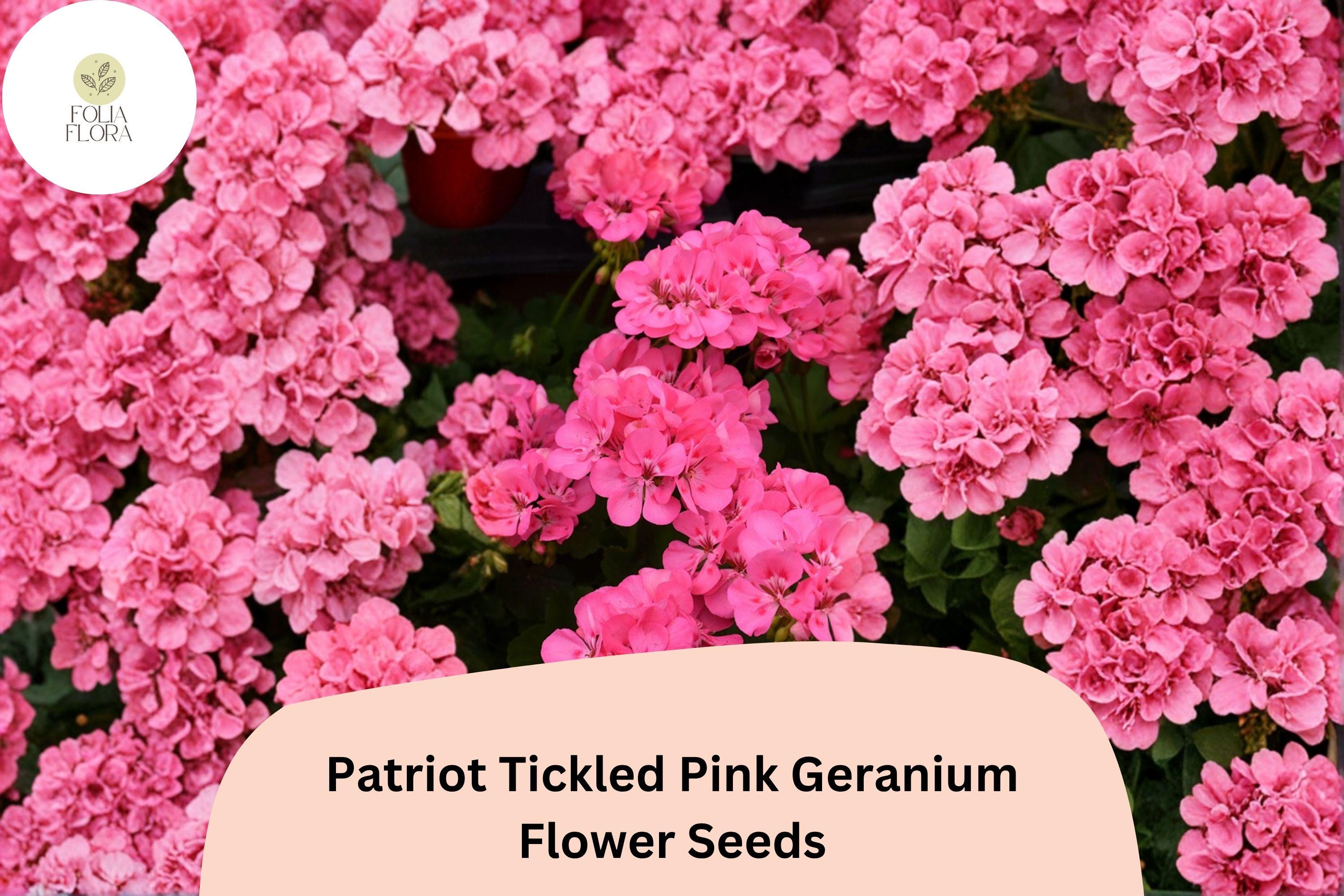25+ Patriot Tickled Pink Geranium Seeds | Bright Pink Perennial Flowers Pelargonium × hortorum