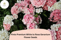 25+ Pinto White to Rose Geranium Seeds | Perennial Flower Seeds | Pelargonium × hortorum ‘Pinto Premium White to Rose’