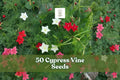 50 Cypress Vine Seeds Ipomoea quamoclit Hummingbird Flower Fast-Growing Climber Ornamental Plant