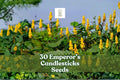 Emperor’s Candlesticks Seeds Senna alata Tropical Yellow Flowering Shrub 30 Non-GMO Planting Kit