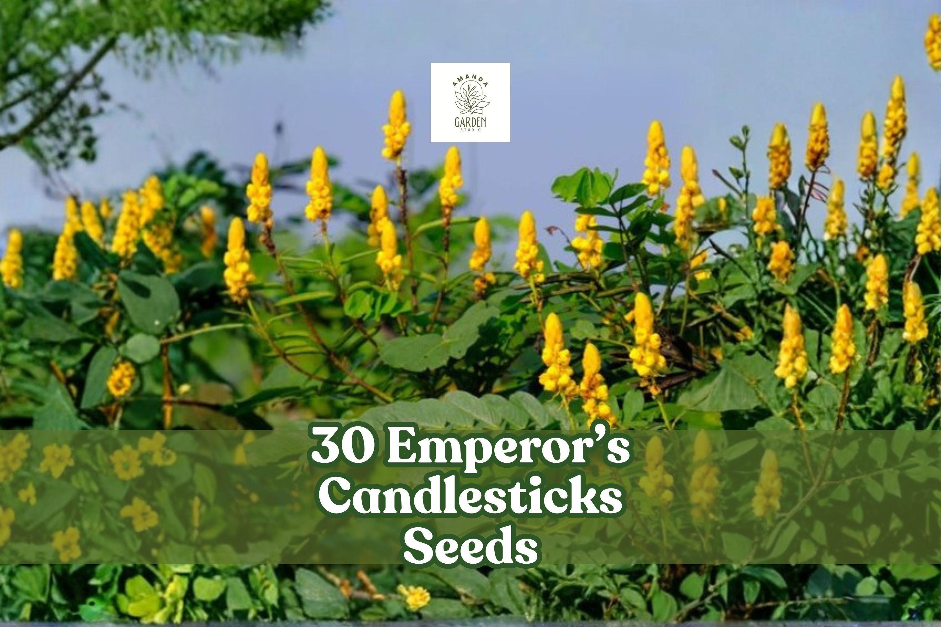 Emperor’s Candlesticks Seeds Senna alata Tropical Yellow Flowering Shrub 30 Non-GMO Planting Kit